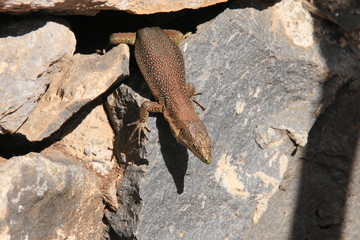 Madeira-Mauereidechse