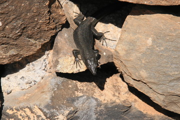 Madeira-Mauereidechse
