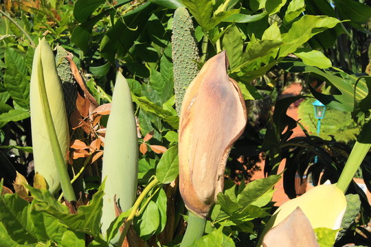 Fruchtst&auml;nde der Monstera