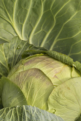 Obraz premium Cabbage vegetables ripe autumn