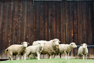 sheep