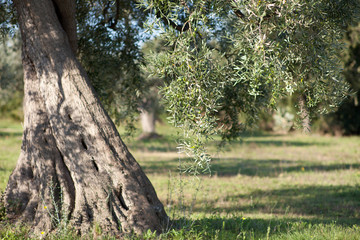 albero d'ulivo