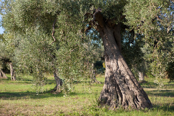 olive tree