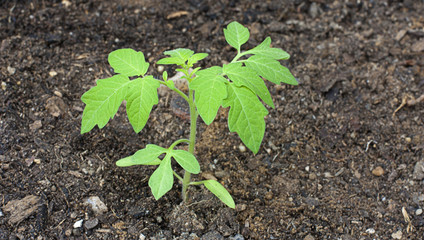 young  tomato plant