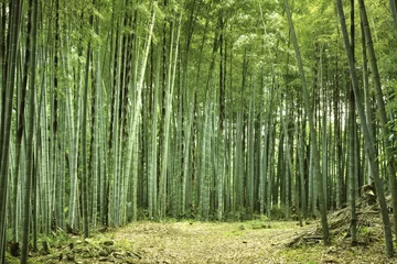 Foto op Aluminium bamboo forest © Yury Zap