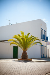 summer house and palm tree in Portugal