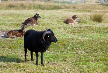 black ram