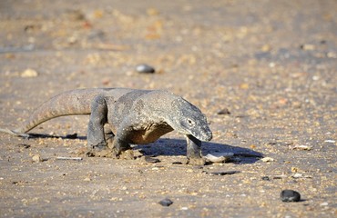 Komodo Dragon (Varanus komodoensis)