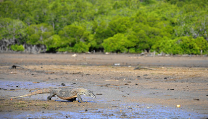 Komodo Dragon (Varanus komodoensis)