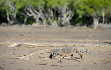 Komodo Dragon (Varanus komodoensis)