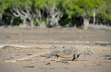 Komodo Dragon (Varanus komodoensis)