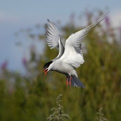 Tern in flight