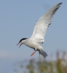 Tern in flight