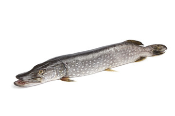 Fresh Northern pike fish