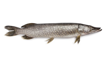 Fresh Northern pike fish
