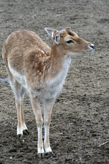 Obraz premium Fallow deer