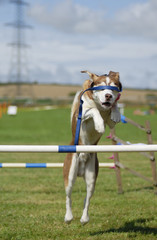 Blindfolded Dog Agility Jump