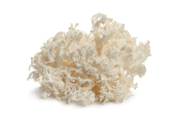 Fresh white coral fungus