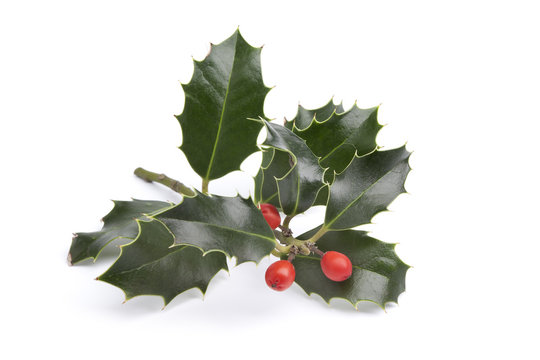 Twig of Holly