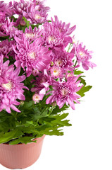 Lilac chrysanthemums in pots, isolated on a white background