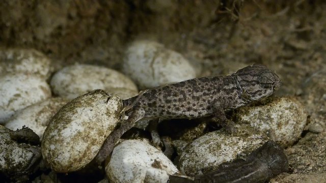 camaleon peque&ntilde;o arrastrando huevo
