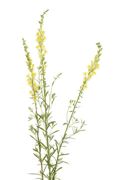 toadflax