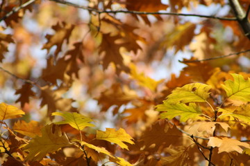 Fototapeta na wymiar Gelbe Herbstblätter