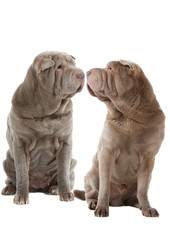 Obraz premium deux chiens de race shar pei s'aiment d'amour tendre
