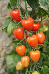 grappe de tomates cerises 'tomato Berry'