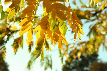 yellow leaves