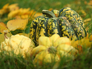 gourds