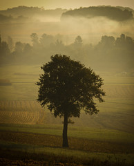 Single tree silhouette in morning fog