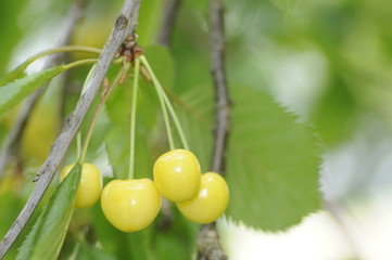 Gelbe Kirschen
