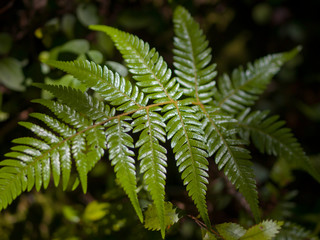 fern leaf catching sunbeam