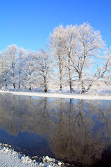 oak wood on coast river