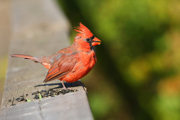 Cardinal Cardinalidae young male