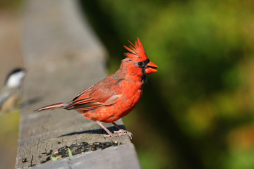 Cardinal Cardinalidae young male