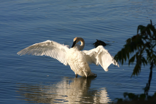 Trumpeter Swan Cygnus buccinator