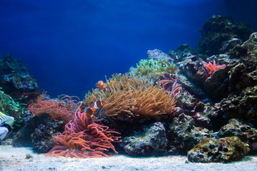 Underwater life, fish, coral reef in ocean