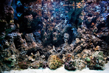 Underwater life, fish, coral reef in ocean