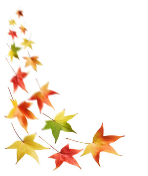 Herabfallendes Herbstlaub