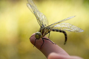 Delicate green dragonfly perching on human finger