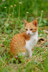 Cat in the meadow