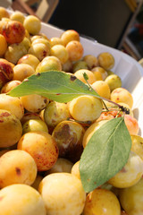 Mirabelle, Prunus domestica