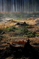 stumps woods