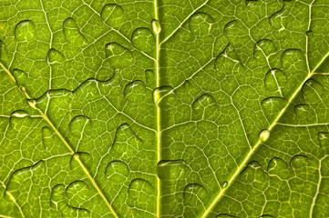 Feuille et gouttes d'eau, macro