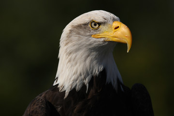 Portrait of a Bald Eagle