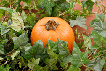 Pumpkin Patch