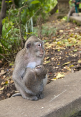 Monkey