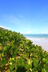 Fototapeta na wymiar Plaża na St Lucia